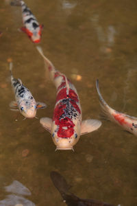 Close-up of ducks swimming