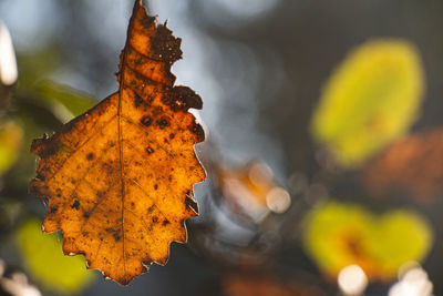 Close-up of yellow maple leaves