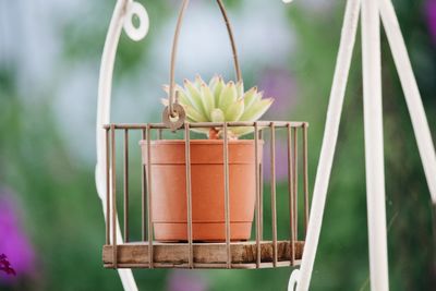 Close-up of small potted plant