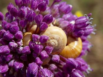 Close-up of snail on flowers