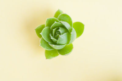 Close-up of green leaves