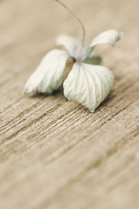 Close-up of dry hydrangea flower on wooden table