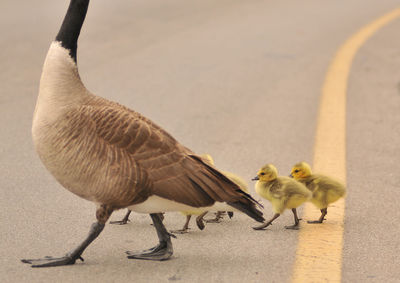 Goose with goslings walking on road