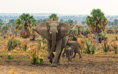 View of elephant on land