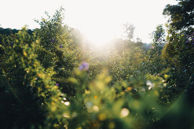 Sunlight streaming through plants on field