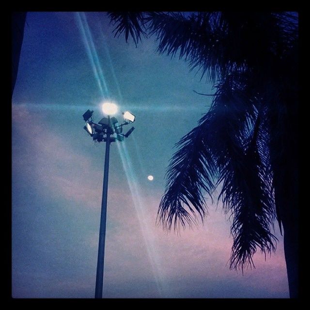 palm tree, low angle view, tree, transfer print, sky, auto post production filter, silhouette, tall - high, nature, beauty in nature, growth, tranquility, outdoors, scenics, night, street light, no people, illuminated, blue, dusk