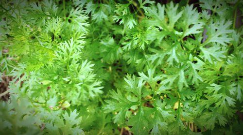 Full frame shot of leaves