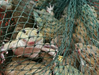 Close-up of captured toads