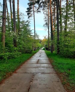 Empty road along trees in forest