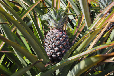 Close-up of fruits growing on plant