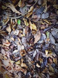 Full frame shot of dried autumn leaves