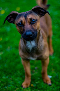 Portrait of dog standing on field