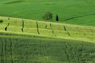 Scenic view of agricultural field