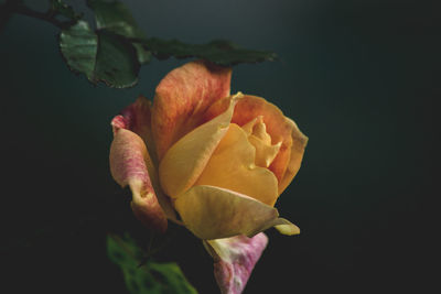 Close-up of rose against black background