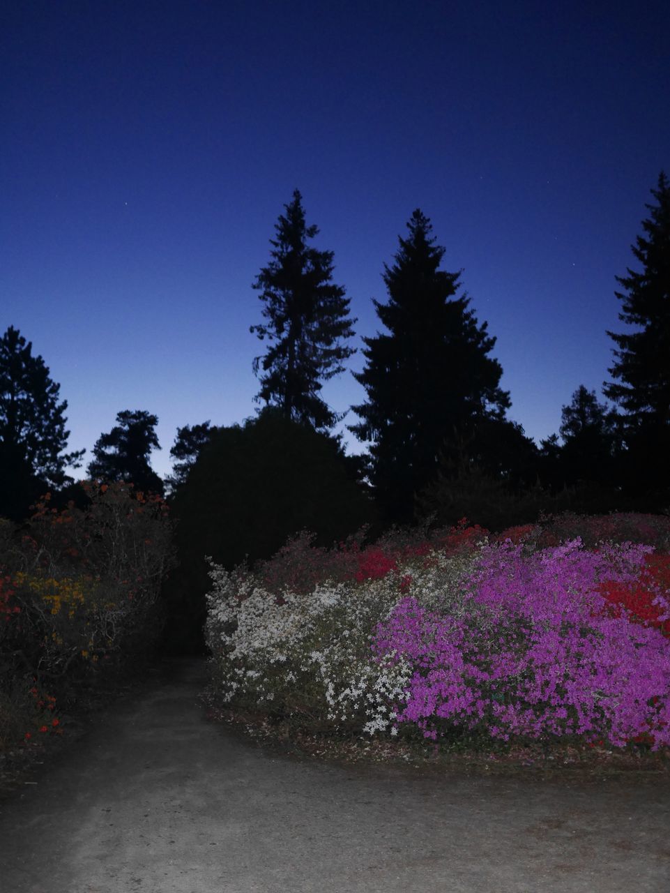 plant, sky, tree, beauty in nature, nature, growth, flower, no people, flowering plant, clear sky, scenics - nature, tranquility, tranquil scene, pink color, outdoors, blue, land, environment, day, landscape, flowerbed