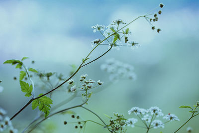 Low angle view of flowers blooming on tree