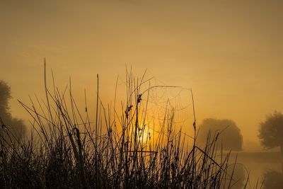 Plants growing on field against sky during sunset