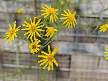 Close-up of yellow flowering plant