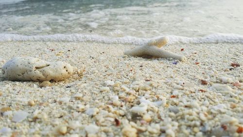 Close-up of dead fish on beach