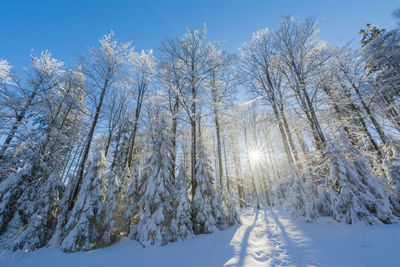 Low angle view of trees against sky