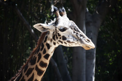 Close-up of giraffe