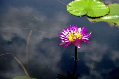 Close-up of lotus water lily in pond