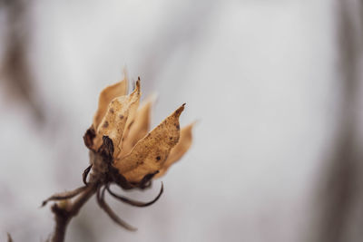 Close-up of dry leaf on plant during autumn