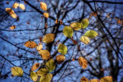 Low angle view of leaves on plant against sky