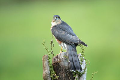 Close-up of bird perching on wooden post