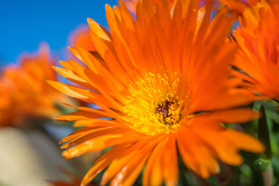 Close-up of orange flower blooming outdoors