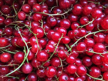 Full frame shot of red currants for sale at market stall