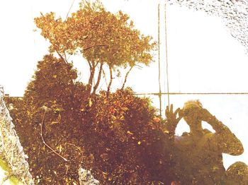 Trees against sky