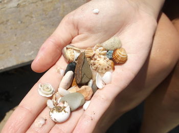 Close-up of hand holding crab