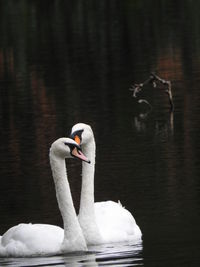 Swan swimming in lake