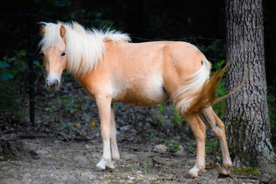 Horse standing in a field