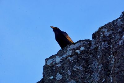 Low angle view of bird perching against clear sky