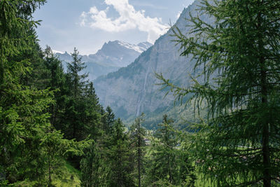 Scenic view of pine trees and mountains against sky