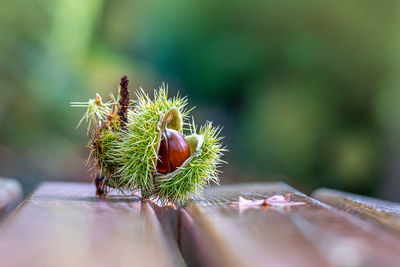 Close-up of succulent plant on table