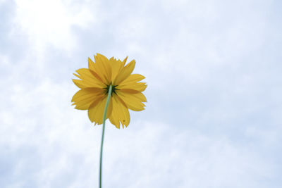 Low angle view of yellow flowering plant against sky