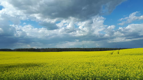 Scenic view of oilseed rape field against sky