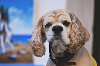 Close-up portrait of dog sitting at home