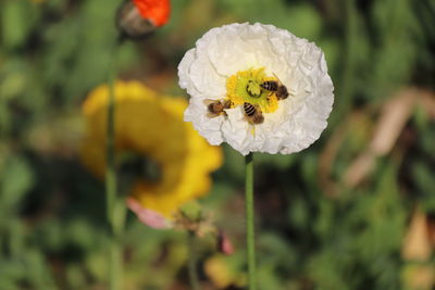 Close-up of bee on white flower