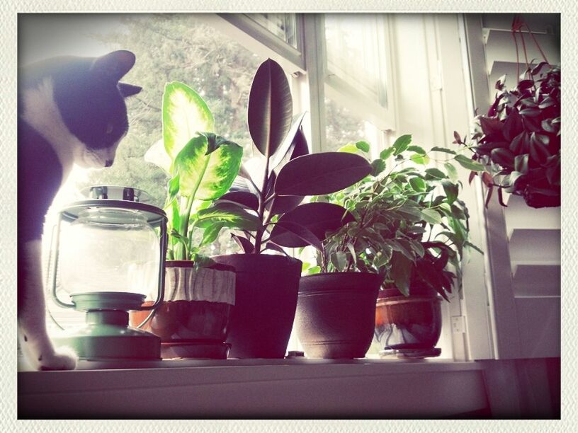 indoors, potted plant, plant, window, growth, vase, flower pot, flower, home interior, window sill, house, houseplant, table, pot plant, glass - material, transfer print, wall, auto post production filter, no people, sunlight