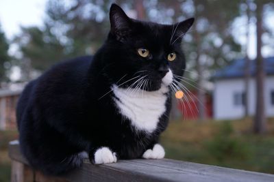 Close-up of cat looking away