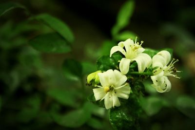 Close-up of flowers against blurred background