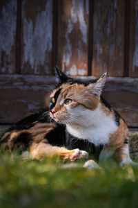 Close-up portrait of a cat