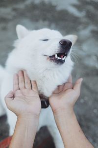 Cropped image of hand holding dog