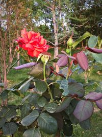 Close-up of pink flowers blooming outdoors