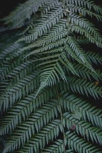 Full frame shot of fern leaves