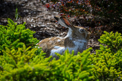 Rabbit amidst plants on field